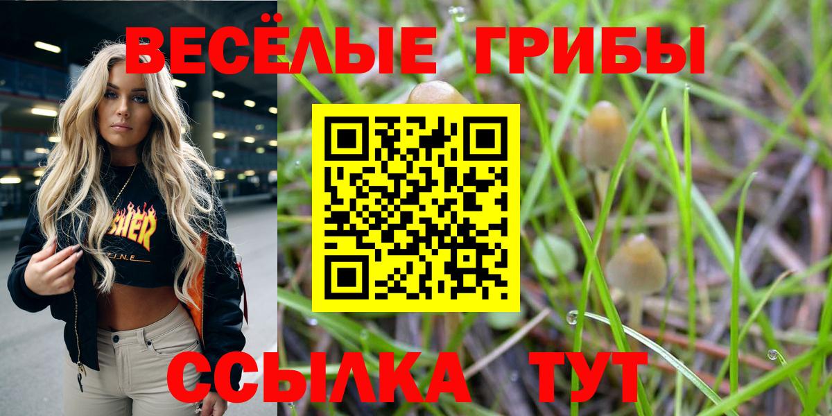 Галлюциногенные грибы Psilocybe Кореновск